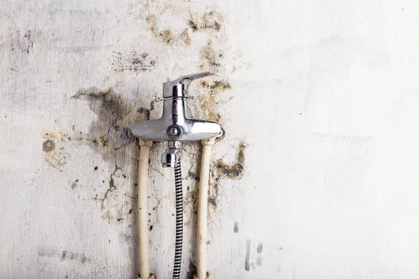 Best Same-Day Mold Removal  in Taylors, SC