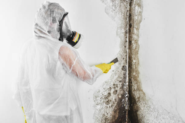 Best Professional Mold Removal  in Taylors, SC