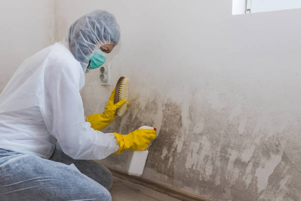 Professional Mold Removal in Taylors, SC