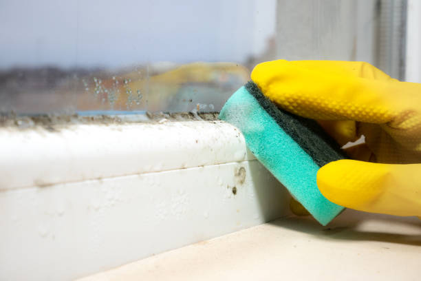 Best Mold Testing  in Taylors, SC