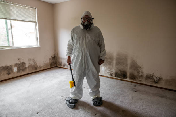 Attic Mold Removal in Taylors, SC