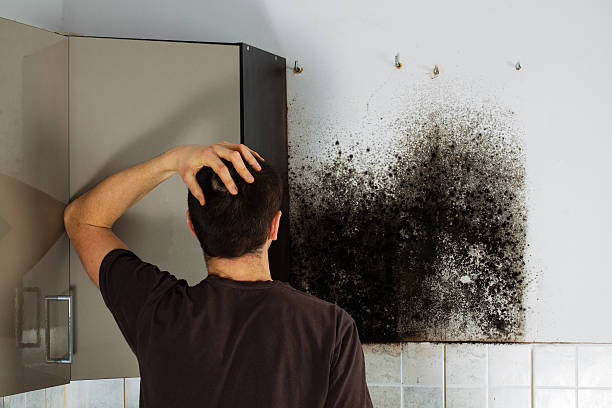 Best Emergency Mold Removal  in Taylors, SC