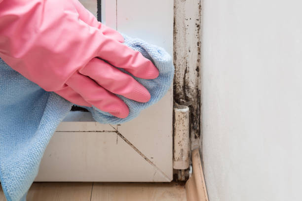 Best Office Mold Removal Services  in Taylors, SC