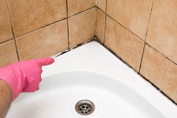 Mold Testing and Removal in Taylors, SC