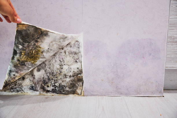 Best Attic Mold Removal  in Taylors, SC